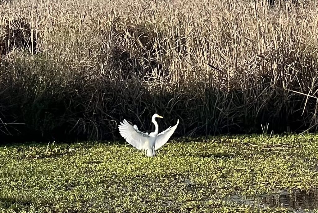 Wildlife Around Our Bay St. Louis RV Park: What You Might See During Your Stay